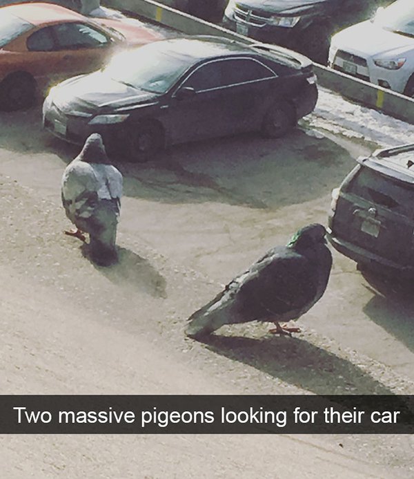 pigeon meme - Two massive pigeons looking for their car