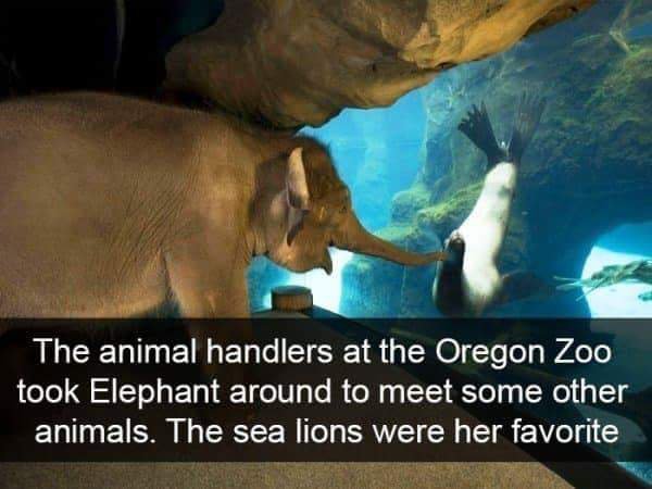 funny animal snapchats - The animal handlers at the Oregon Zoo took Elephant around to meet some other animals. The sea lions were her favorite