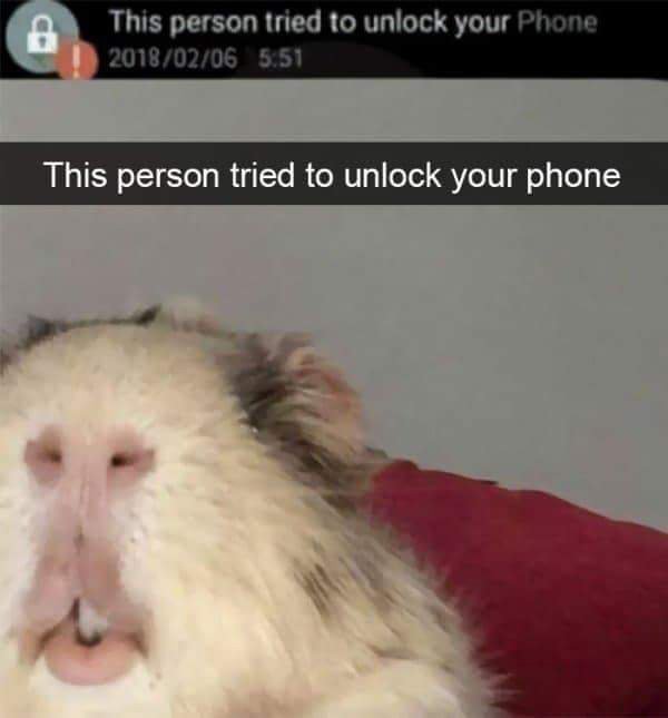 hilarious animal - This person tried to unlock your Phone This person tried to unlock your phone