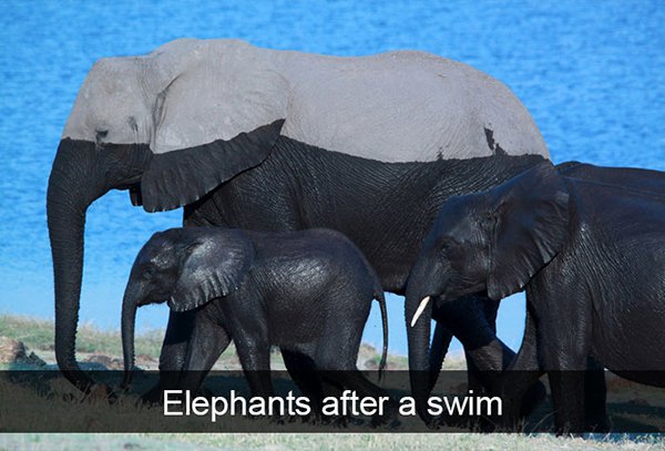 elephants after a swim - Elephants after a swim