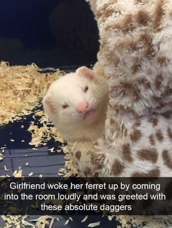 funny animal snapchats - Girlfriend woke her ferret up by coming into the room loudly and was greeted with these absolute daggers