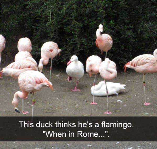 This duck thinks he's a flamingo. "When in Rome...".