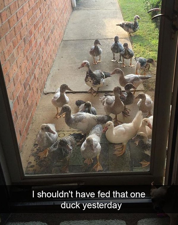 they all want sunchips - I shouldn't have fed that one duck yesterday