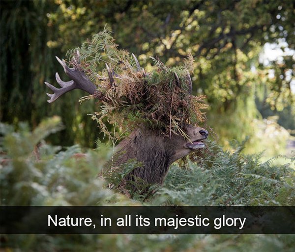 vegetation - Nature, in all its majestic glory