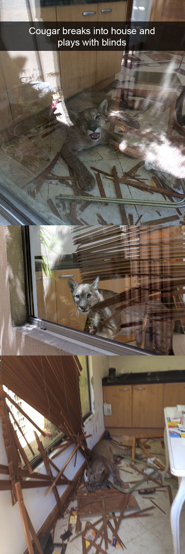 mountain lion blinds - Cougar breaks into house and plays with blinds