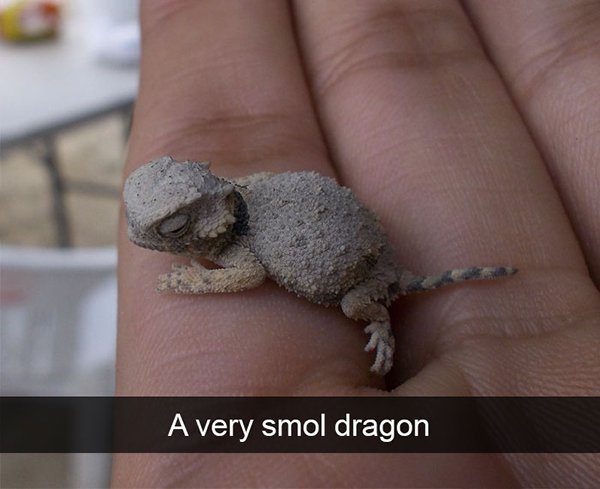 cute things - A very smol dragon