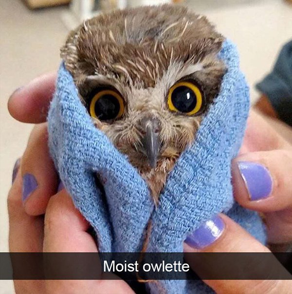 moist owlette meme - Moist owlette