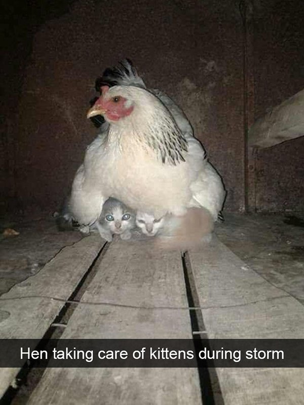 funny birds - Hen taking care of kittens during storm