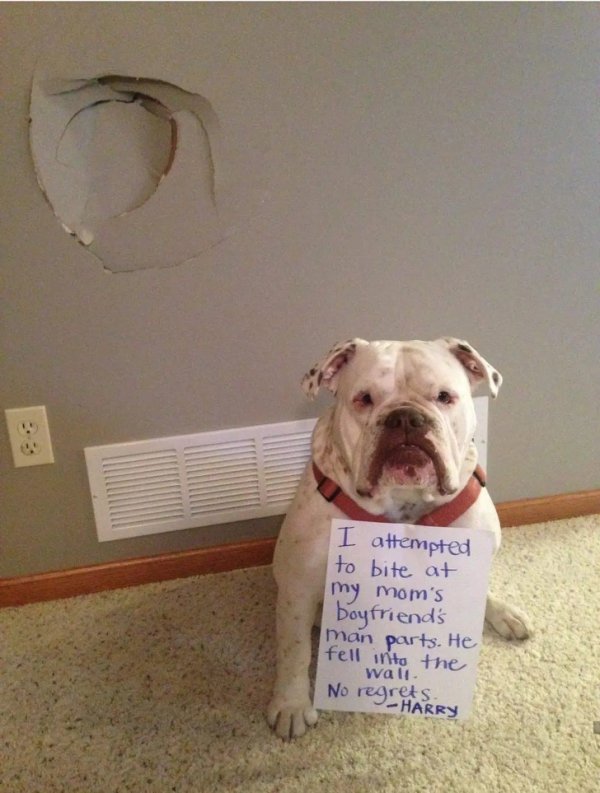 Dog Shaming - I attempted to bite at my mom's boyfriend's man parts. He fell into the wall." No regrets Harry