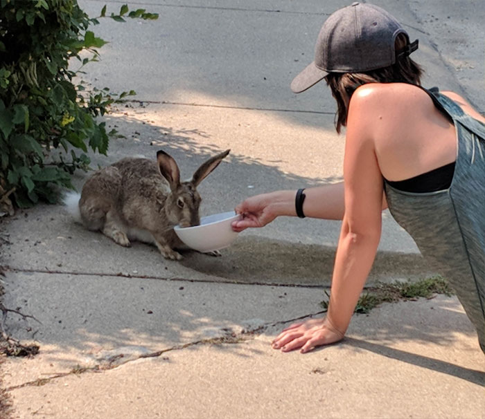 Giving Water To A Dehydrated Bunny In 100 Degree Heat