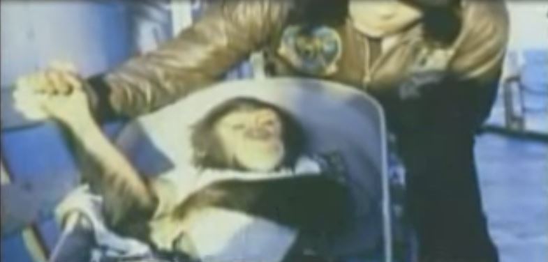 Ham, the chimp who was the first hominid in space, trained by NASA to operate a capsule in space. His trainer described the moment he was recovered from his capsule following the project – “I have never seen such terror on a chimp’s face” If he correctly pushed the levers, he would receive a reward of banana pellets but if he didn’t push the levers, he would receive an electric shock. During the flight, the wiring went haywire due to the malformation in the valve. As a result, no matter what lever Ham pushed, he was given a cruel shock.