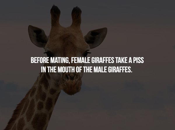 18 Animals Facts About Mating That'll Make You Thankful You're Human