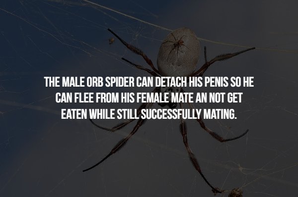 18 Animals Facts About Mating That'll Make You Thankful You're Human