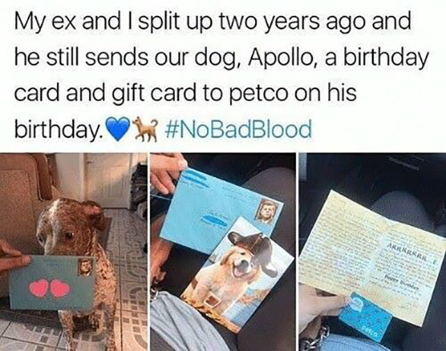 memes - ex memes twitter - My ex and I split up two years ago and he still sends our dog, Apollo, a birthday card and gift card to petco on his birthday.