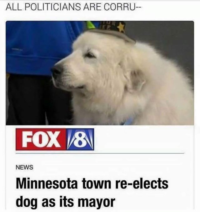 memes - minnesota meme - All Politicians Are Corru Fox 8V News Minnesota town reelects dog as its mayor