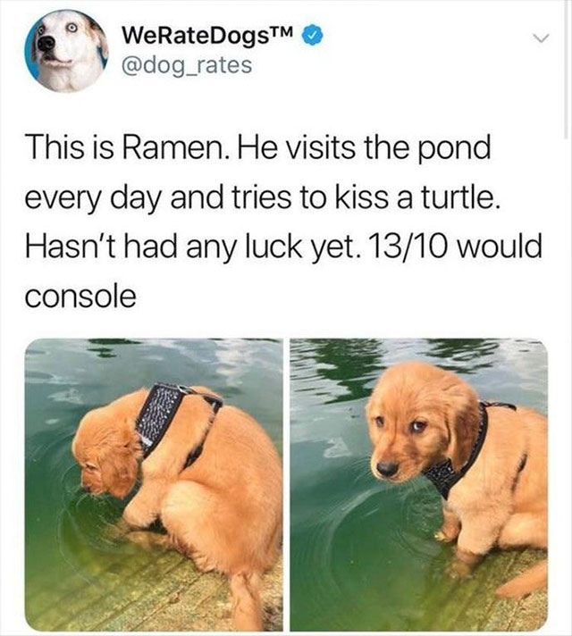 memes - wholesome memes - WeRateDogsTM This is Ramen. He visits the pond every day and tries to kiss a turtle. Hasn't had any luck yet. 1310 would console