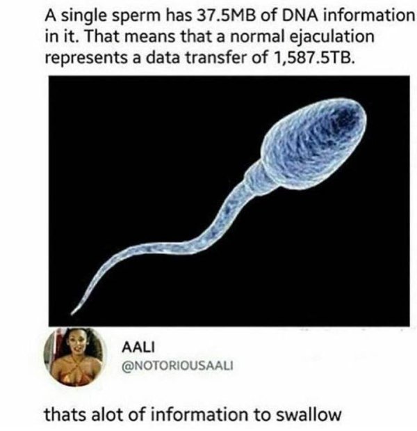 single sperm has 37.5 mb of dna information in it - A single sperm has 37.5MB of Dna information in it. That means that a normal ejaculation represents a data transfer of 1,587.5TB. Aali thats alot of information to swallow