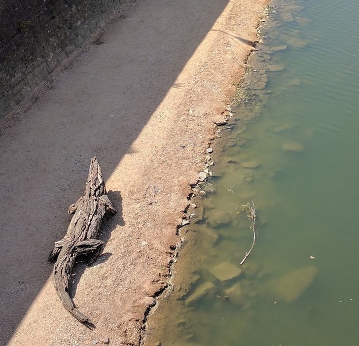 What a cute little crocodile — you can even sit on it.