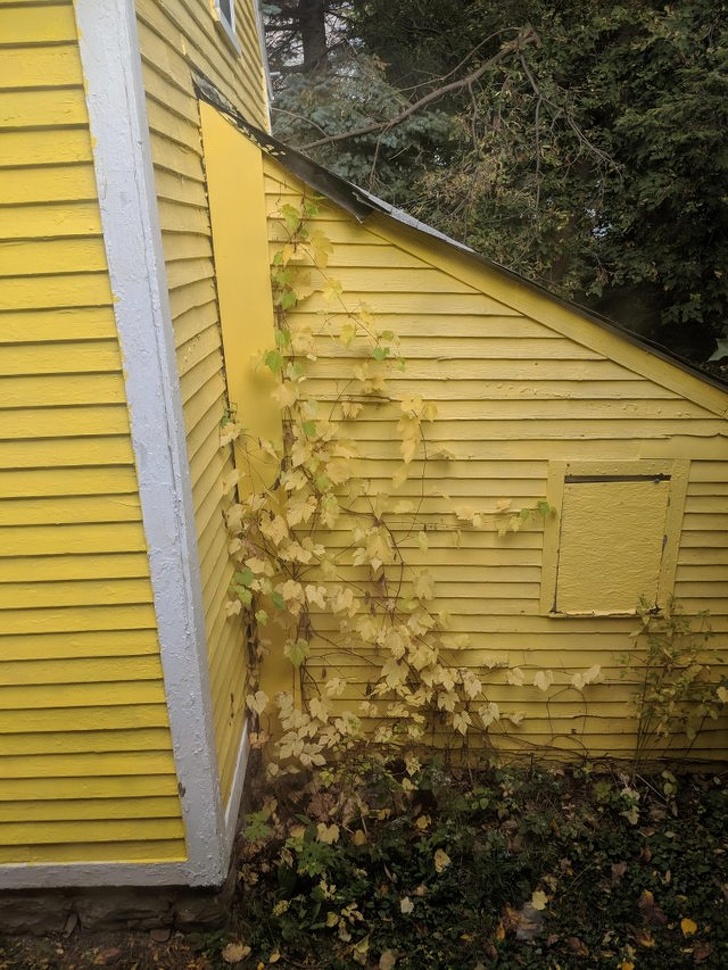These leaves weren’t painted to match the house’s exterior — that’s their natural color.