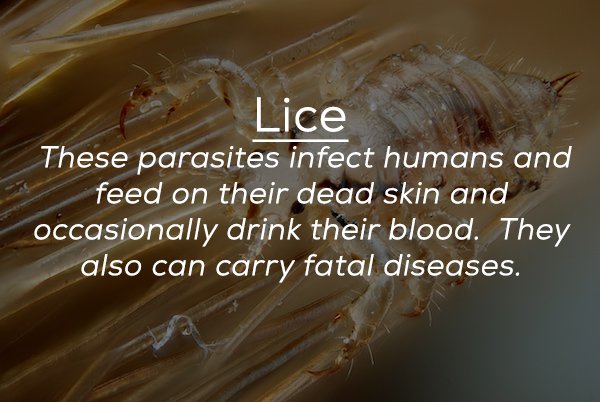 photo caption - Lice These parasites infect humans and feed on their dead skin and occasionally drink their blood. They also can carry fatal diseases.