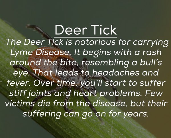 grass - Deer Tick The Deer Tick is notorious for carrying Lyme Disease. It begins with a rash around the bite, resembling a bull's eye. That leads to headaches and fever. Over time, you'll start to suffer stiff joints and heart problems. Few victims die f
