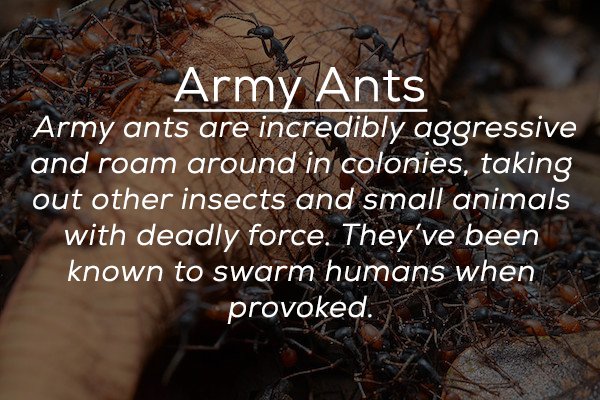 soil - Army Ants Army ants are incredibly aggressive and roam around in colonies, taking out other insects and small animals with deadly force. They've been known to swarm humans when provoked.