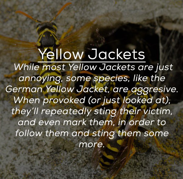 pest - Yellow Jackets While most Yellow Jackets are just annoying, some species, the German Yellow Jacket, are aggresive. When provoked or just looked at, they'll repeatedly sting their victim, and even mark them, in order to them and sting them some more