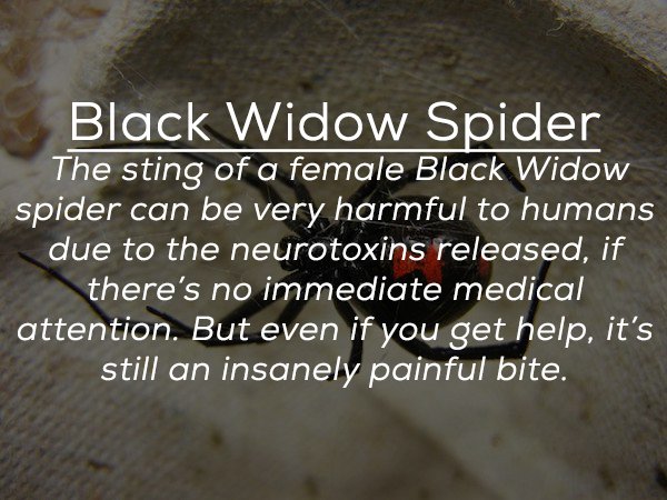 photo caption - Black Widow Spider The sting of a female Black Widow spider can be very harmful to humans due to the neurotoxins released, if there's no immediate medical attention. But even if you get help, it's still an insanely painful bite.