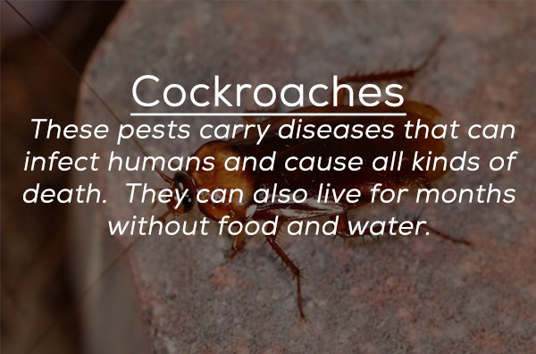 soil - Cockroaches These pests carry diseases that can infect humans and cause all kinds of death. They can also live for months without food and water.