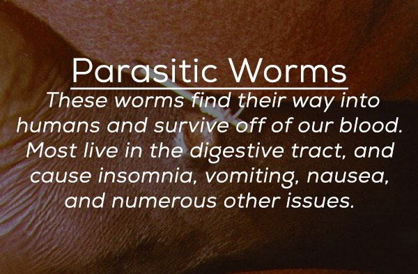close up - Parasitic Worms These worms find their way into humans and survive off of our blood, Most live in the digestive tract, and cause insomnia, vomiting, nausea, and numerous other issues.