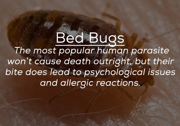 creepy facts - Bed Bugs The most popular human parasite won't cause death outright, but their bite does lead to psychological issues and allergic reactions.