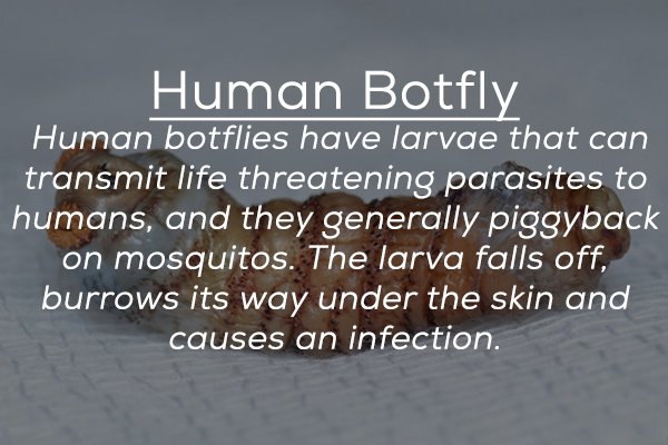 material - Human Botfly Human botflies have larvae that can transmit life threatening parasites to humans, and they generally piggyback on mosquitos. The larva falls off, burrows its way under the skin and causes an infection.