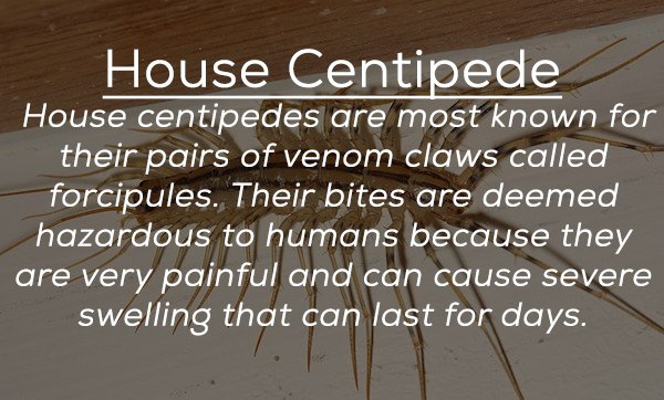 writing - House Centipede House centipedes are most known for their pairs of venom claws called forcipules. Their bites are deemed hazardous to humans because they are very painful and can cause severe swelling that can last for days.