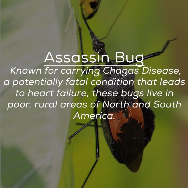 pest - Assassin Bug Known for carrying Chagas Disease, a potentially fatal condition that leads to heart failure, these bugs live in poor, rural areas of North and South America.