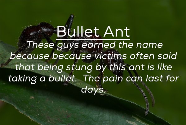 leaf - Bullet Ant These guys earned the name because because victims often said that being stung by this ant is taking a bullet. The pain can last for days.