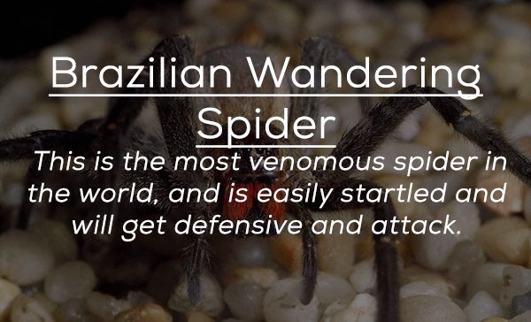 photo caption - Brazilian Wandering Spider This is the most venomous spider in the world, and is easily startled and will get defensive and attack.