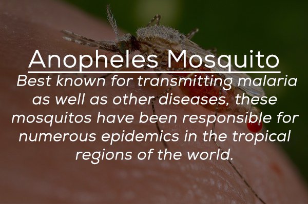 photo caption - Anopheles Mosquito Best known for transmitting malaria as well as other diseases, these mosquitos have been responsible for numerous epidemics in the tropical regions of the world.