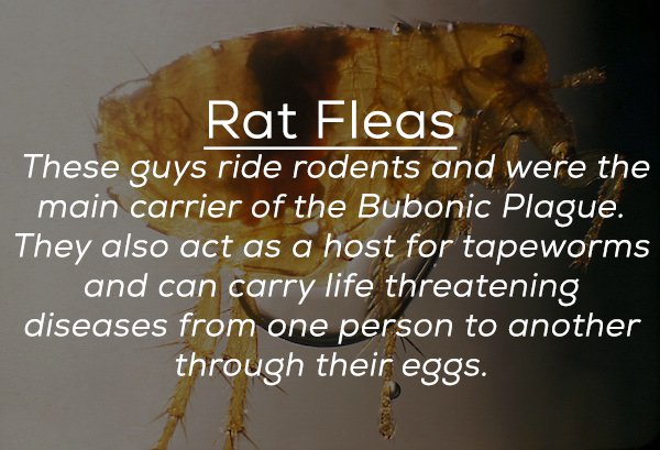 cradle of humankind - Rat Fleas These guys ride rodents and were the main carrier of the Bubonic Plague. They also act as a host for tapeworms and can carry life threatening diseases from one person to another through their eggs.