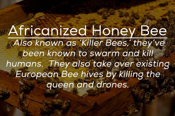 soil - Africanized Honey Bee Also known as Killer Bees,' they've been known to swarm and kill humans. They also take over existing European Bee hives by killing the queen and drones.