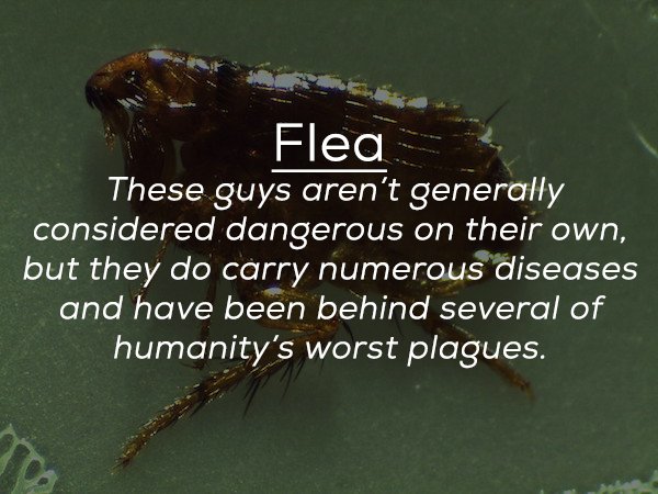 pest - Fleas These guys aren't generally considered dangerous on their own, but they do carry numerous diseases and have been behind several of humanity's worst plagues.