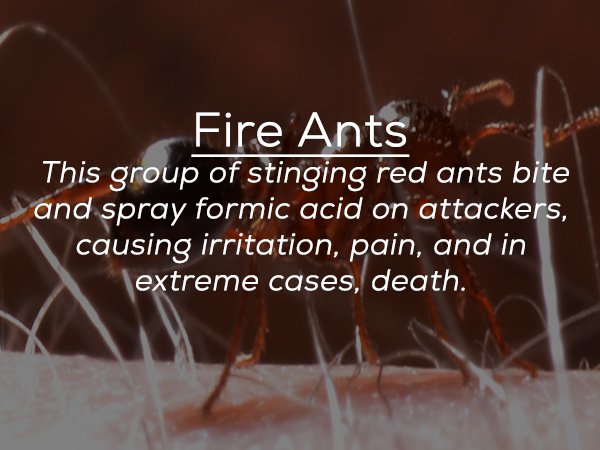 pest - Fire Ants This group of stinging red ants bite and spray formic acid on attackers, causing irritation, pain, and in extreme cases, death.
