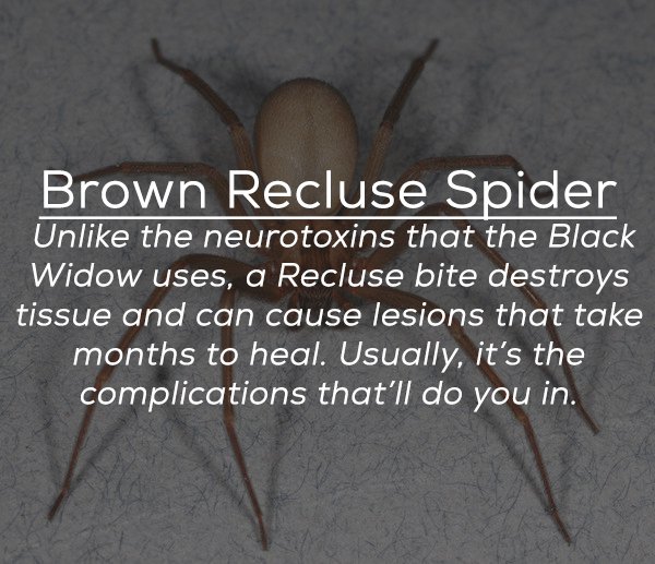 pest - Brown Recluse Spider Un the neurotoxins that the Black Widow uses, a Recluse bite destroys tissue and can cause lesions that take months to heal. Usually, it's the complications that'll do you in.