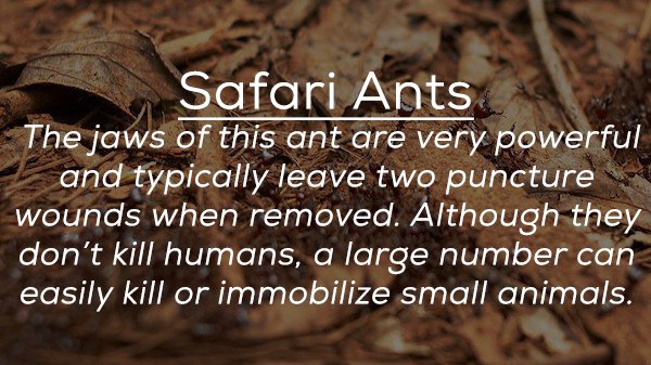 soil - Safari Ants The jaws of this ant are very powerful and typically leave two puncture wounds when removed. Although they don't kill humans, a large number can easily kill or immobilize small animals.