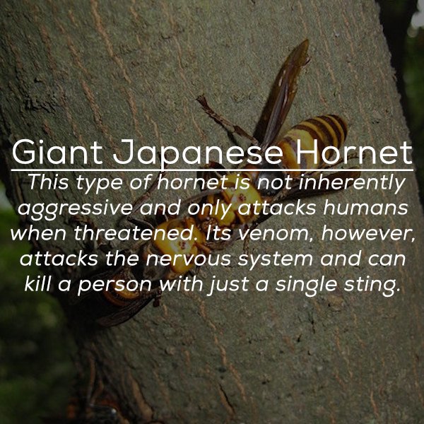 tree - Giant Japanese Hornet This type of hornet is not inherently aggressive and only attacks humans when threatened. Its venom, however, attacks the nervous system and can kill a person with just a single sting.