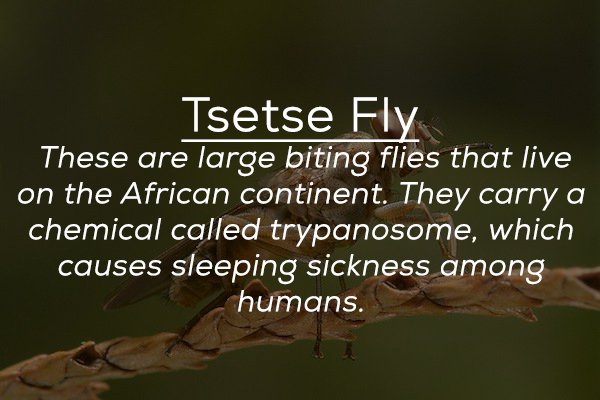 Tsetse Fly These are large biting flies that live on the African continent. They carry a chemical called trypanosome, which causes sleeping sickness among humans.