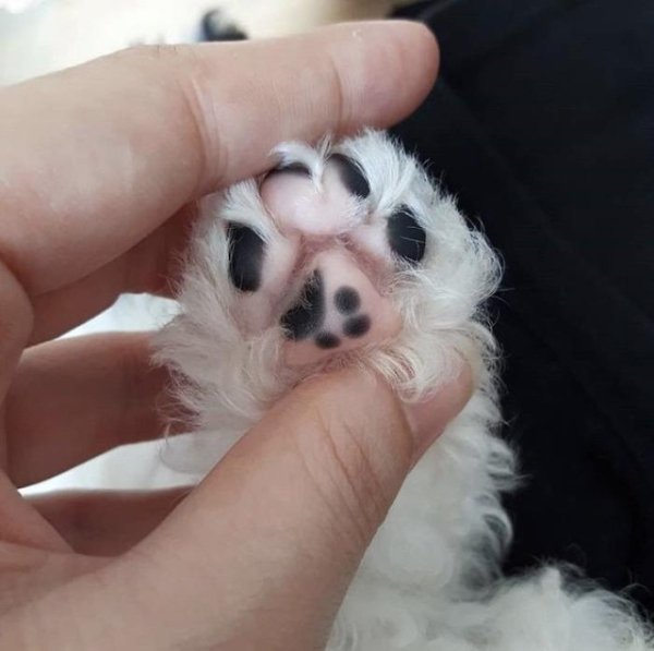optical illusion cat toe beans
