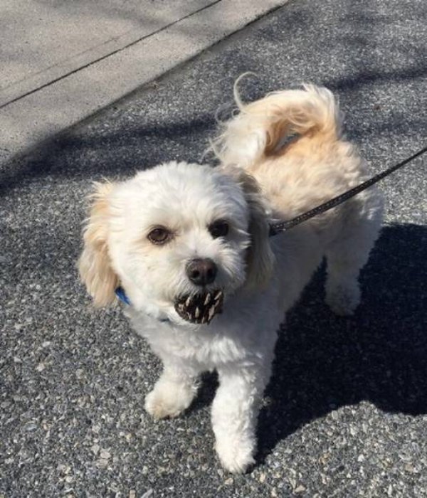optical illusion dog with pine cone in mouth