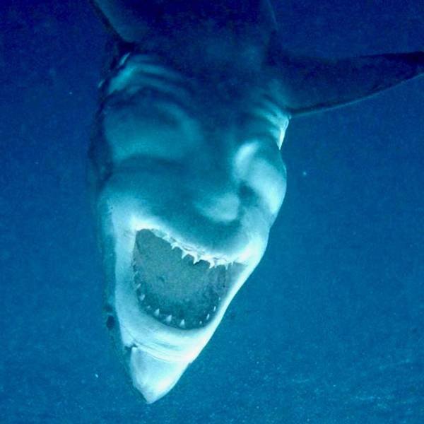 optical illusion devil shark