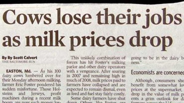 cows lose their jobs as milk prices drop - Cows lose their jobs as milk prices drop By By Scott Calvert This unly combination of going to be in the dairy b Tige Baltimore Sun forces has hit Foster's milking ne parlor and other dairy operators Easton, Md. 