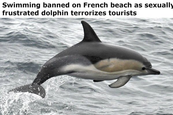 landévennec dolphin - Swimming banned on French beach as sexually frustrated dolphin terrorizes tourists